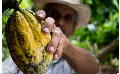 Photo illustrant un producteur de fèves de cacao