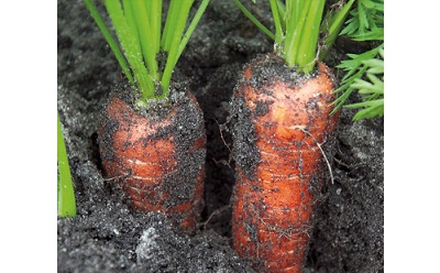 image de carottes cultivées en pleine terre